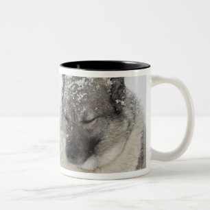 Norwegian Elkhound Two-Tone Coffee Mug