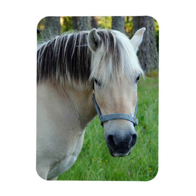 Norwegian Fjord Horse Flexible magnet (Vertical)