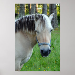 Norwegian Fjord Horse Poster