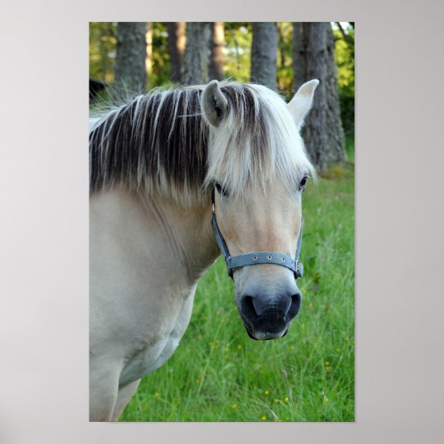 Norwegian Fjord Horse Poster (Front)