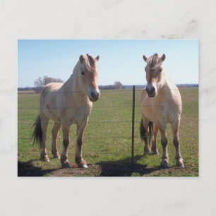 Norwegian Fjords Postcard