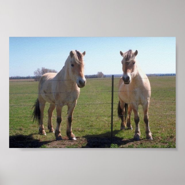 Norwegian Fjords Poster (Front)