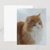 Norwegian_Forest_Cat (Front/Back)