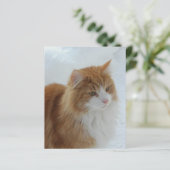 Norwegian_Forest_Cat (Standing Front)