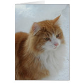 Norwegian Forest Cat (Front)