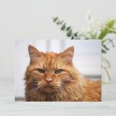 Norwegian Forest Cat (Standing Front)
