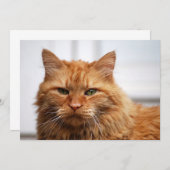 Norwegian Forest Cat (Front/Back)