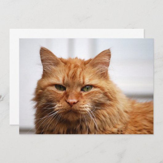 Norwegian Forest Cat (Front/Back)