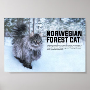 Norwegian Forest Cat Breed Poster