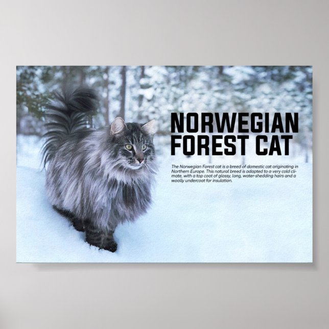 Norwegian Forest Cat Breed Poster (Front)