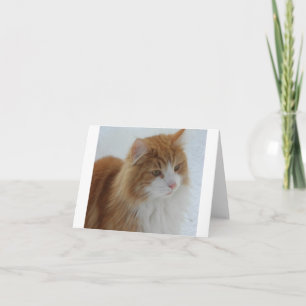 Norwegian_Forest_Cat Card
