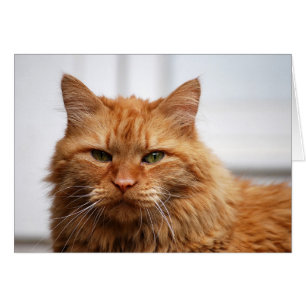 Norwegian Forest Cat Cards