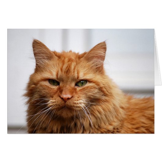 Norwegian Forest Cat Cards (Front Horizontal)