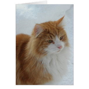 Norwegian Forest Cat Cards