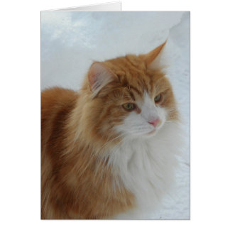 Norwegian Forest Cat Cards