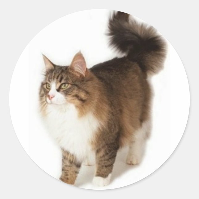 Norwegian Forest Cat Classic Round Sticker (Front)