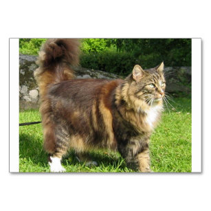 norwegian forest cat full.png table number