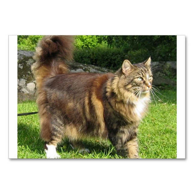 norwegian forest cat full.png table number (Front)