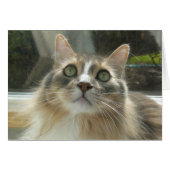 Norwegian Forest Cat grey and white (Front Horizontal)