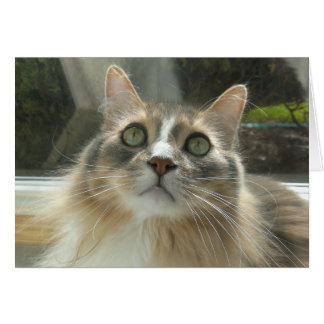 Norwegian Forest Cat grey and white Cards
