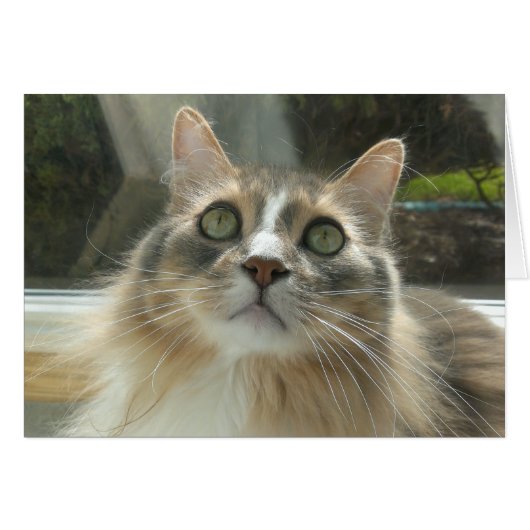 Norwegian Forest Cat grey and white Cards (Front Horizontal)