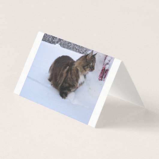 norwegian forest cat in snow (Front)