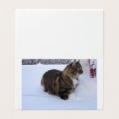 norwegian forest cat in snow (Outside Unfolded)
