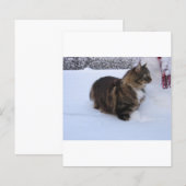 norwegian forest cat in snow (Front/Back)