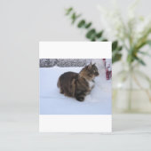 norwegian forest cat in snow (Standing Front)