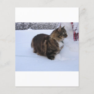 norwegian forest cat in snow