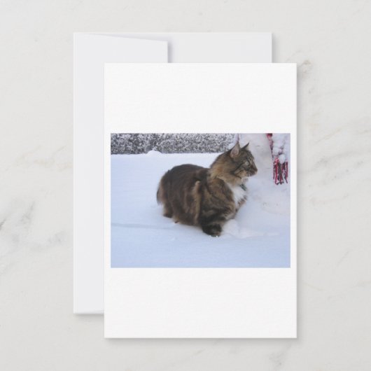 norwegian forest cat in snow (Front)