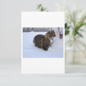 norwegian forest cat in snow (Standing Front)