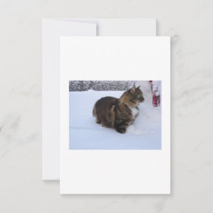 norwegian forest cat in snow card