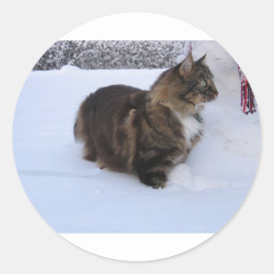 norwegian forest cat in snow classic round sticker