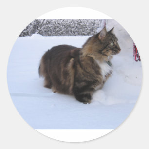 norwegian forest cat in snow classic round sticker