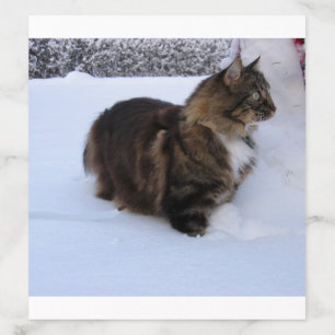 norwegian forest cat in snow envelope liner