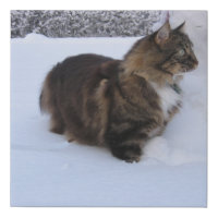 norwegian forest cat in snow