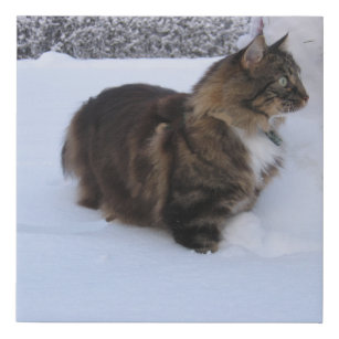norwegian forest cat in snow faux canvas print