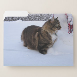 norwegian forest cat in snow file folder