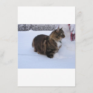 norwegian forest cat in snow menu