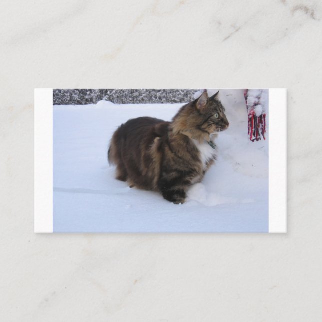 norwegian forest cat in snow place card (Front)
