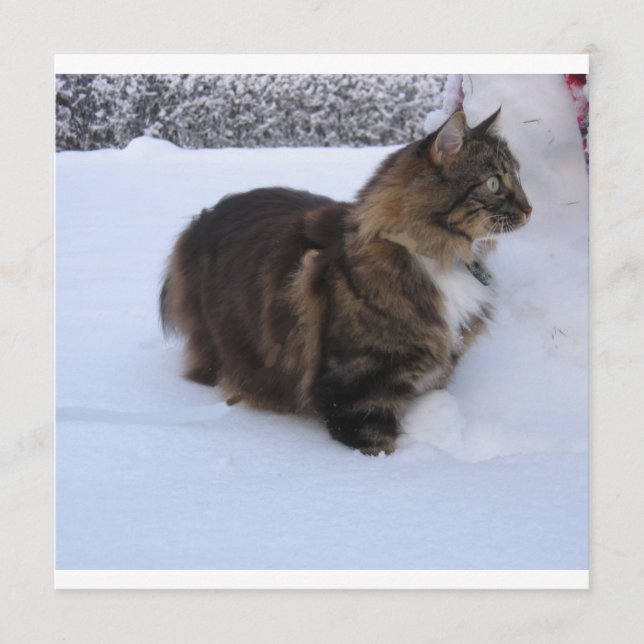 norwegian forest cat in snow program (Front)