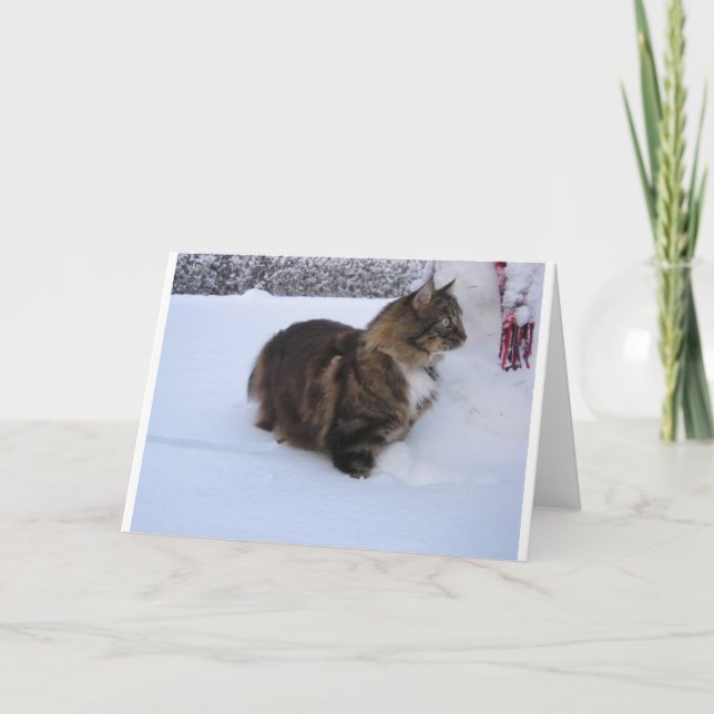 norwegian forest cat in snow program (Front)