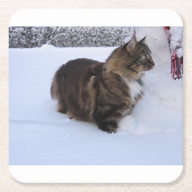 norwegian forest cat in snow square paper coaster (Front)