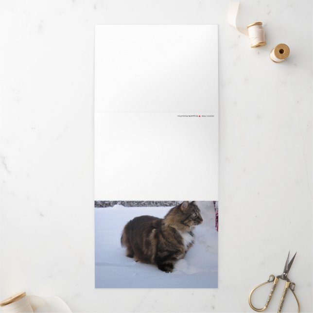norwegian forest cat in snow Tri-Fold announcement (Outside)