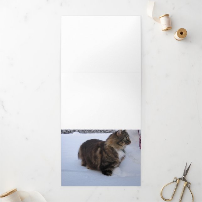 norwegian forest cat in snow Tri-Fold program (Outside)
