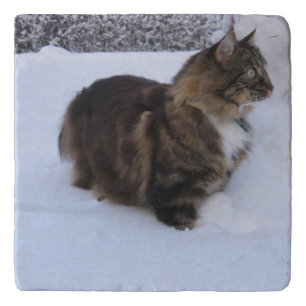 norwegian forest cat in snow trivet