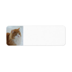 Norwegian_Forest_Cat Label