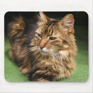 Norwegian Forest Cat Mouse Pad