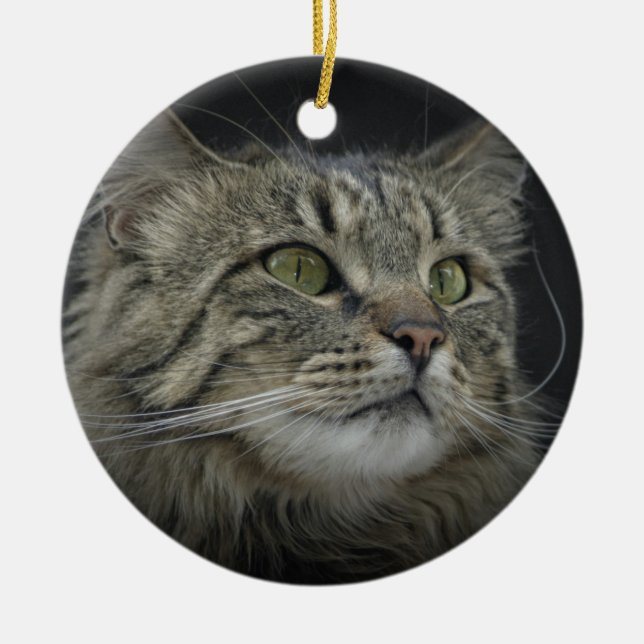 Norwegian Forest cat portrait Ceramic Ornament (Front)